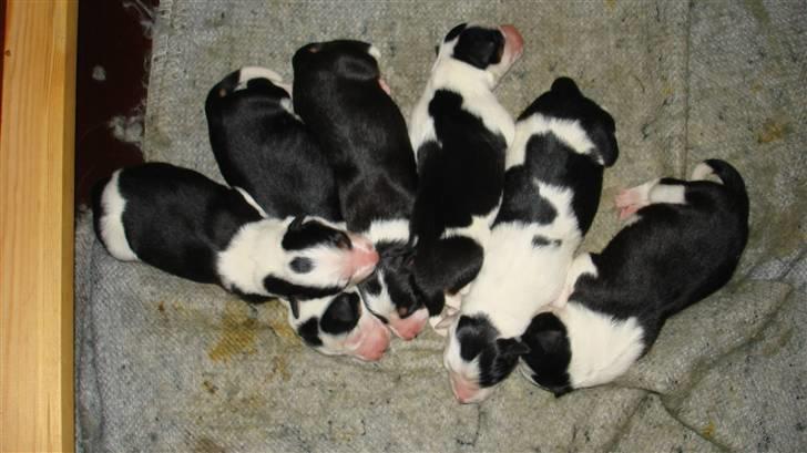 Border collie Taps - Det her er hvad der kom ud af den :) 6 søde dejligt hvalpe billede 18