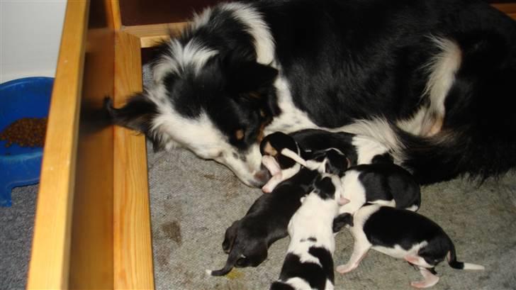 Border collie Taps - Se mine skønne unger, jeg er stolt af dem billede 19