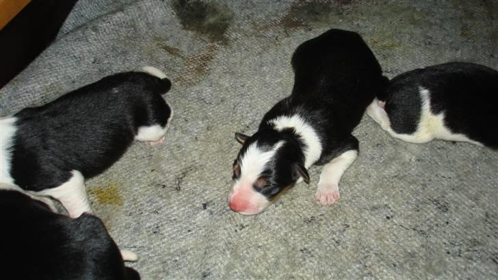 Border collie Taps - Lidt på afveje, men vi lærer det nok billede 20