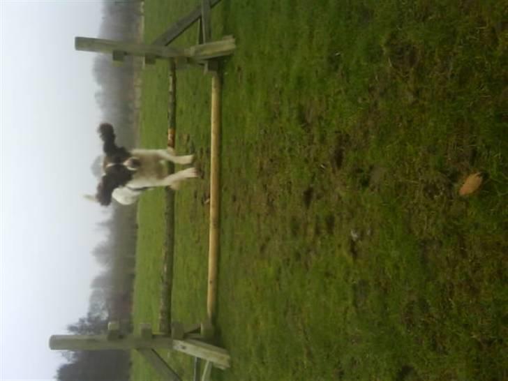 Engelsk springer spaniel Kalle billede 11