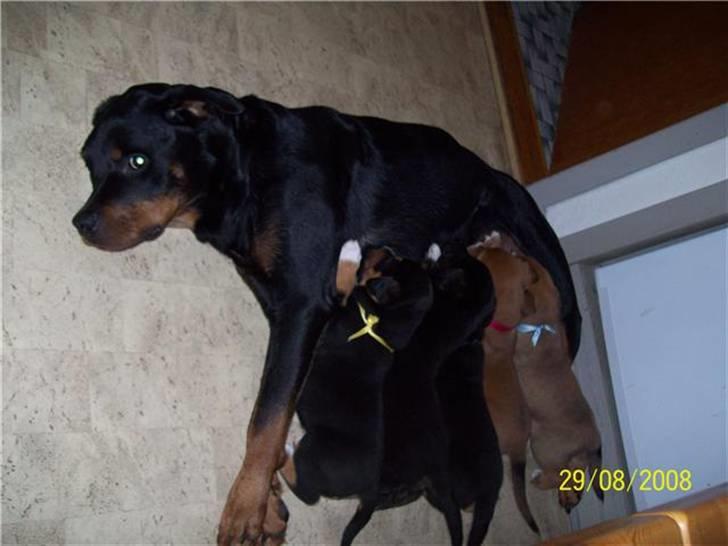 Blanding af racer Felix - Felix & Co.  billede 7