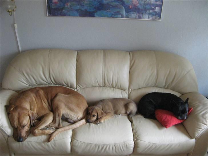 Broholmer Fridlev - Sofaen invaderet. billede 18