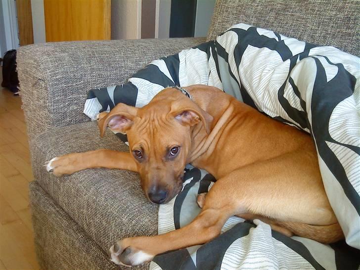 Amerikansk staffordshire terrier Congo billede 1