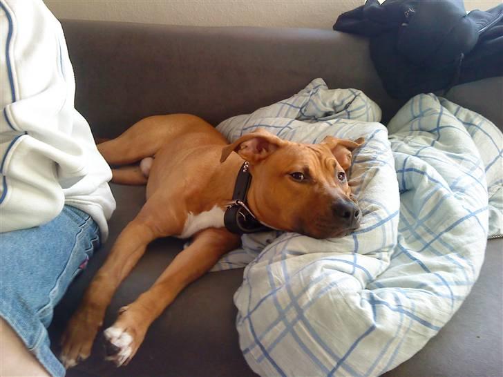 Amerikansk staffordshire terrier Congo - Han er sku for dejlig billede 2