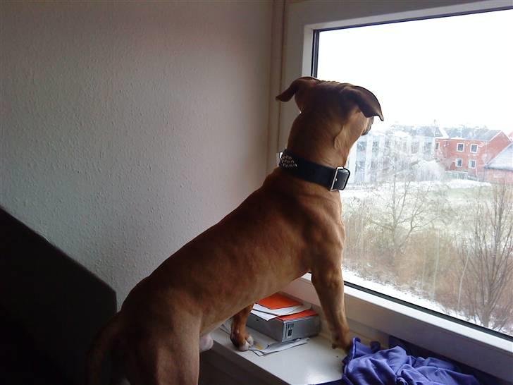 Amerikansk staffordshire terrier Congo - Han kigger efter fugle..  billede 4