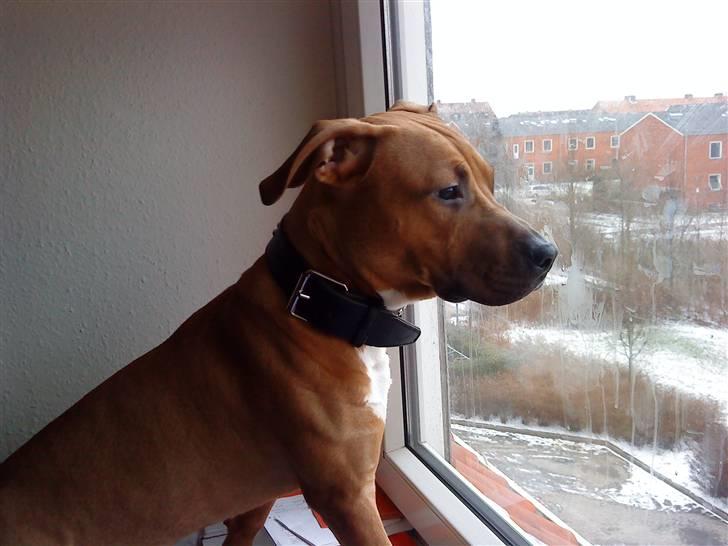 Amerikansk staffordshire terrier Congo - :D billede 5