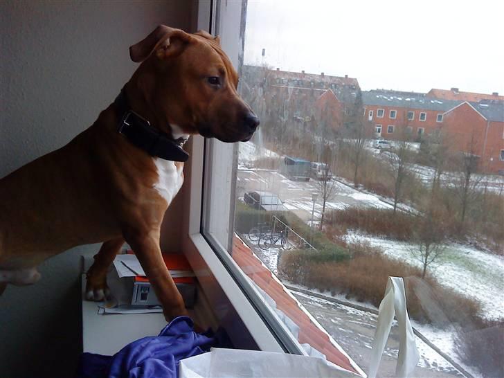 Amerikansk staffordshire terrier Congo - :) billede 6