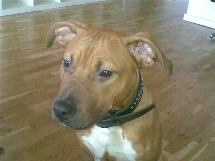 Amerikansk staffordshire terrier Congo - :P billede 7