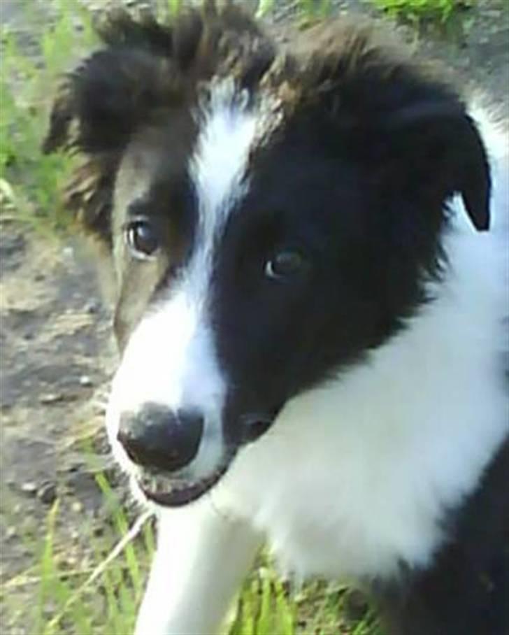 Border collie lucca * solgt :`( * - velkommen til lucca`s profil :D håber i kan lide ham:P billede 1