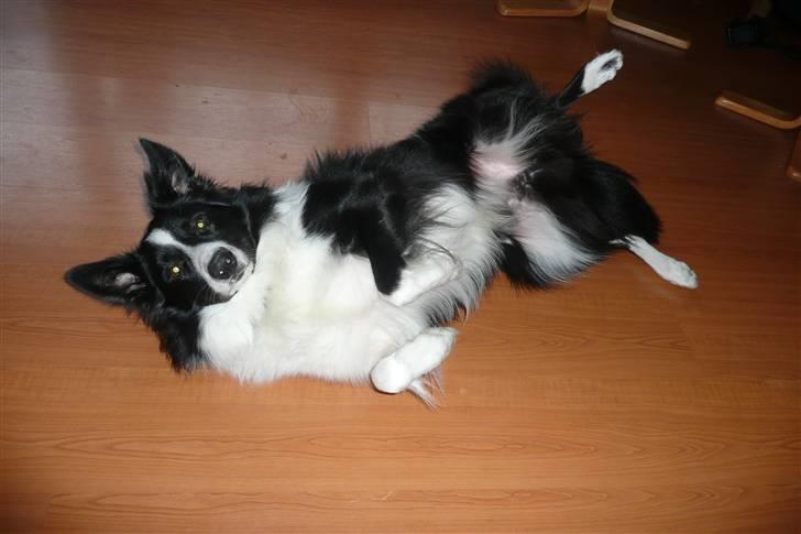 Border collie lucca * solgt :`( * - se jeg kan rulle :D billede 2