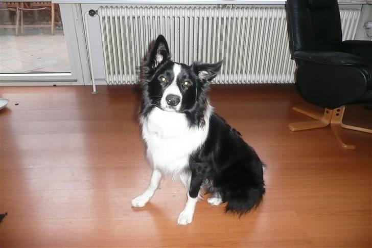 Border collie lucca * solgt :`( * - sit lucca :) billede 3