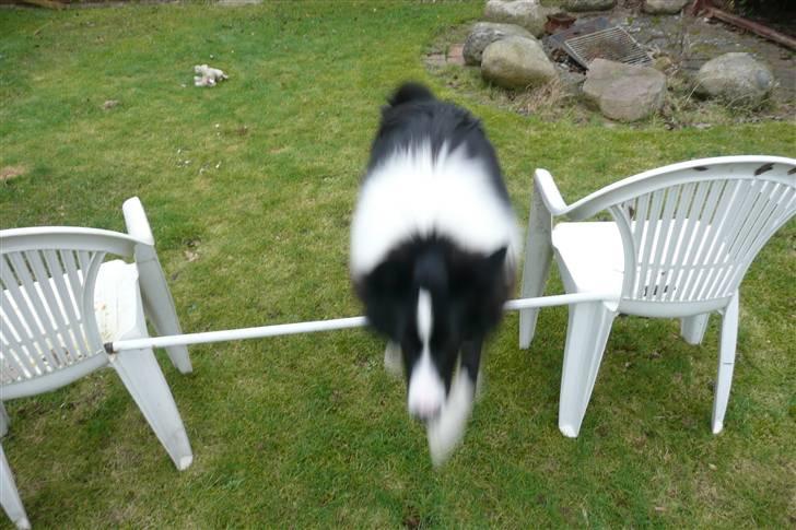 Border collie lucca * solgt :`( * - et lille spring :D billede 4