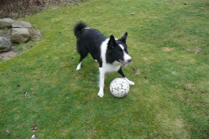 Border collie lucca * solgt :`( * - spil nu med mig!!!??:D billede 5