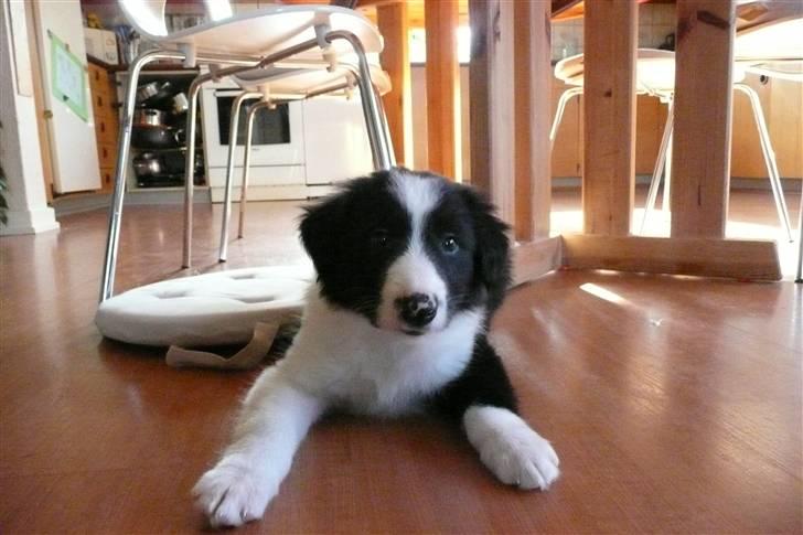 Border collie lucca * solgt :`( * - kuk kuk :d billede 6
