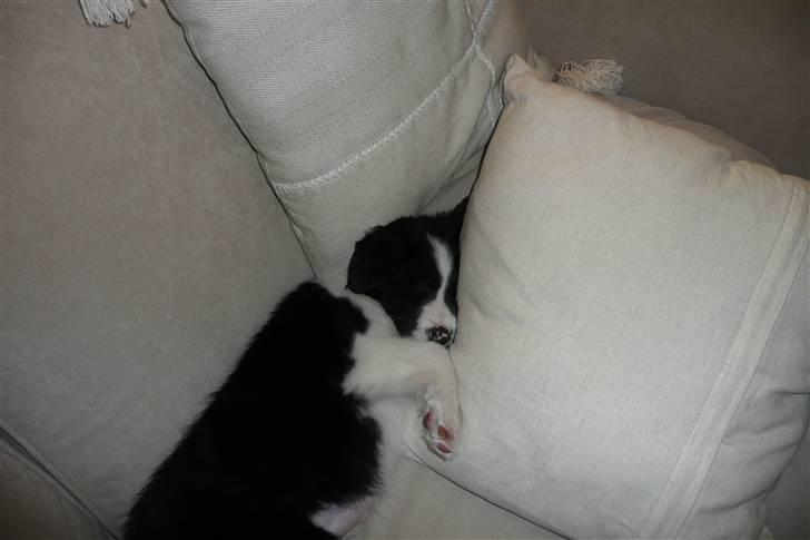 Border collie lucca * solgt :`( * - shhhh den lille sover :D billede 7