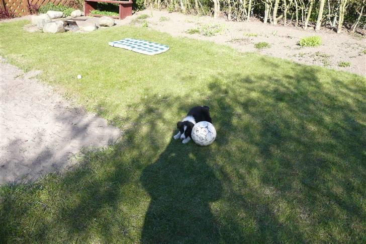 Border collie lucca * solgt :`( * - selv da den var lille elskede den sin bold:P billede 8