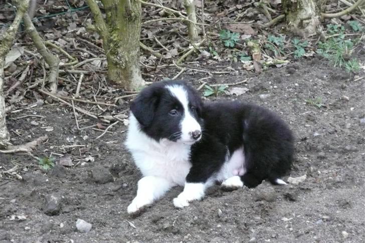 Border collie lucca * solgt :`( * - lille lucca første dag den var ved os:D billede 9