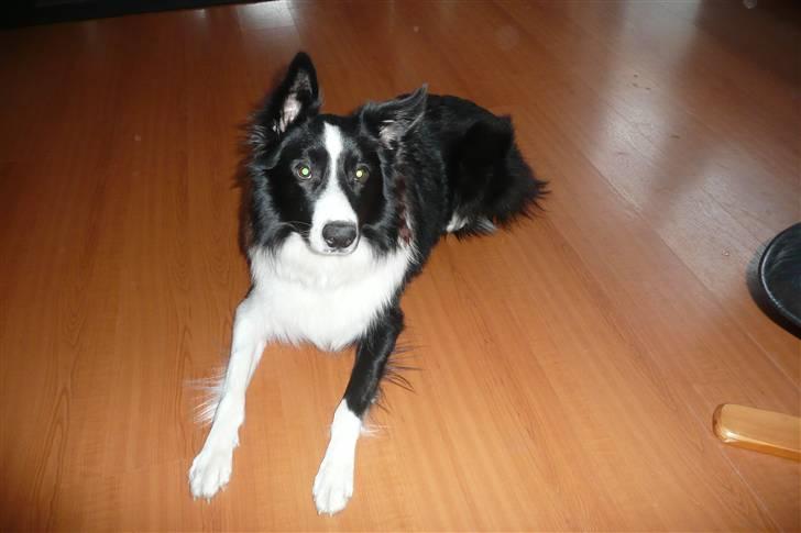 Border collie lucca * solgt :`( * - :D lucca billede 10