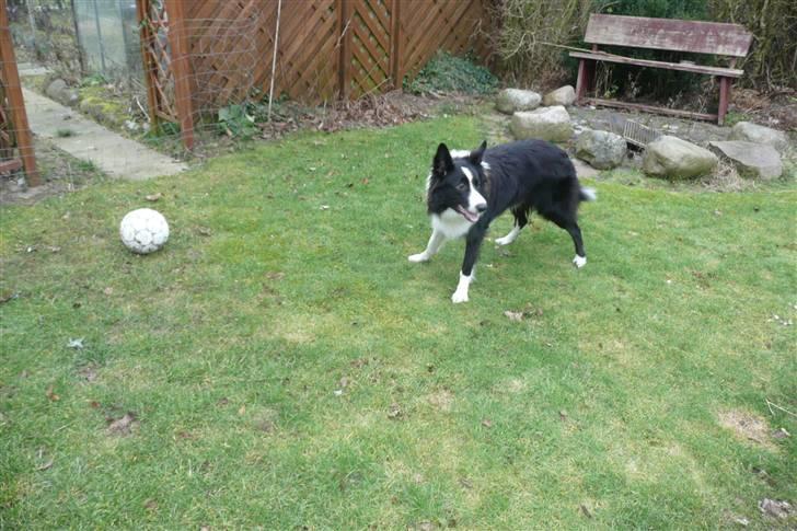 Border collie lucca * solgt :`( * - kom nu jeg har ik hele dagen, spil nu!!?:D billede 11