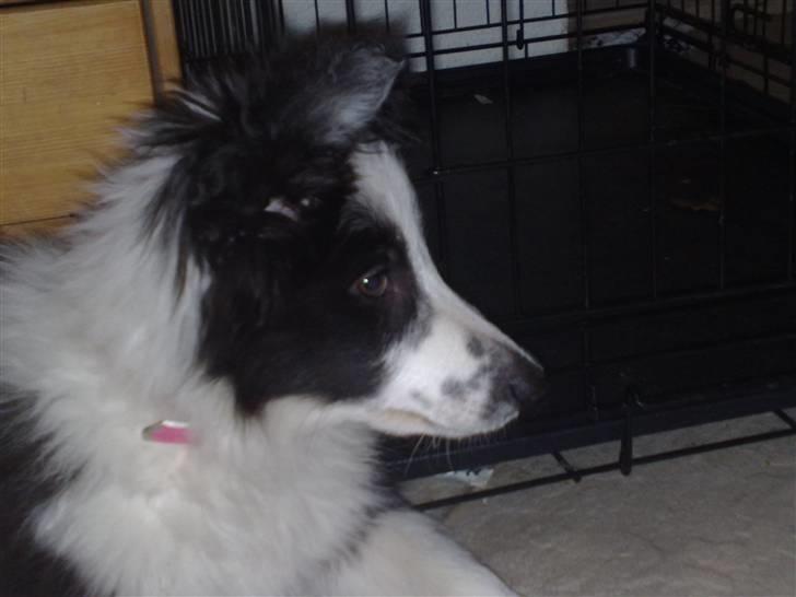 Border collie Celine - Hay vent på mig !!! billede 12