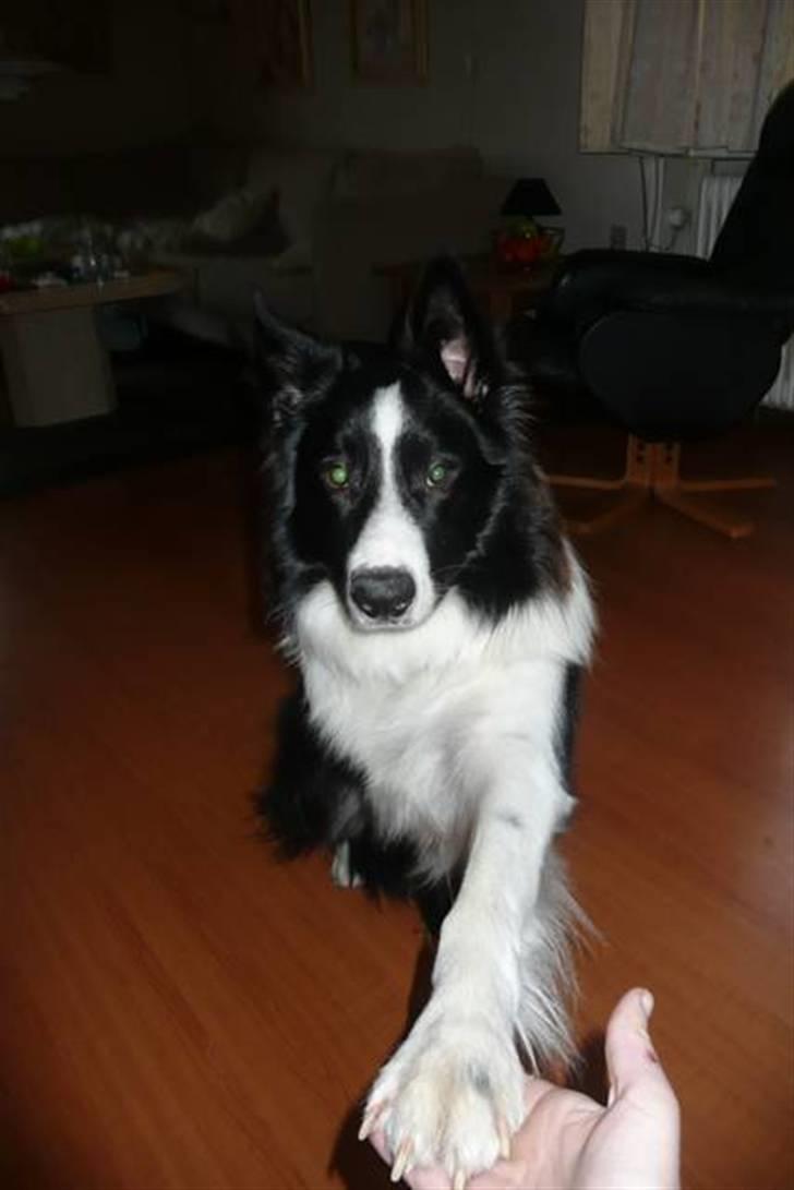 Border collie lucca * solgt :`( * - gi`pote:-) billede 12