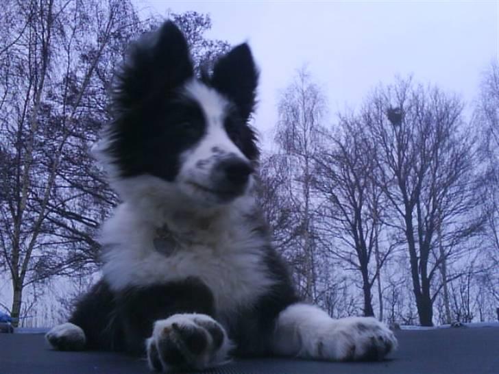 Border collie Celine - VUF jeg ser da bare godt ud !! billede 13