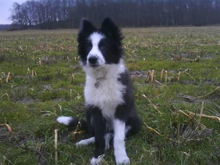 Border collie Celine - jaaa det er da også mig!!! billede 14