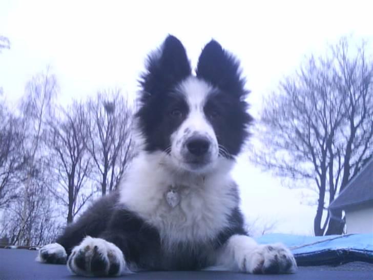 Border collie Celine - Fuck jeg har da flotte store øre :P billede 15