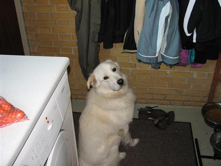 Blanding af racer Bonzo - Venter pænt på at få lov at spise billede 8