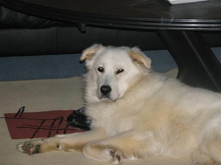 Blanding af racer Bonzo - Hvad ? Op nu ? nej da billede 9