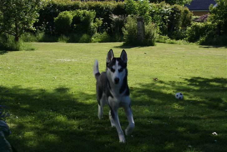 Siberian husky Sasha billede 9