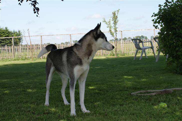 Siberian husky Sasha billede 10
