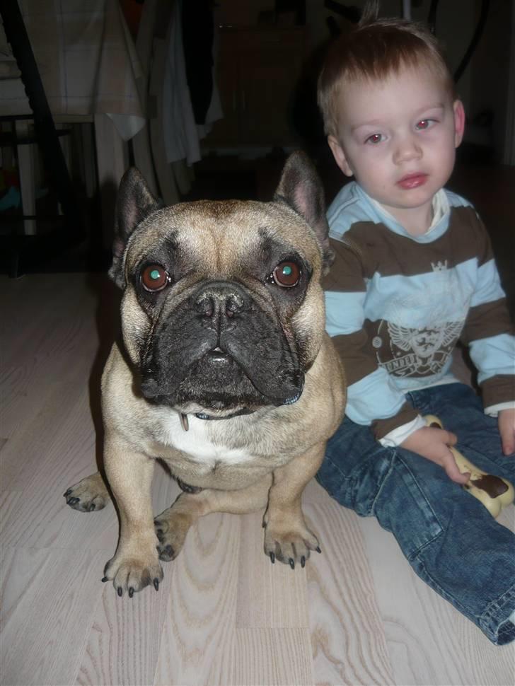 Fransk bulldog Ludvig - Bejamin og ludvig.. billede 3