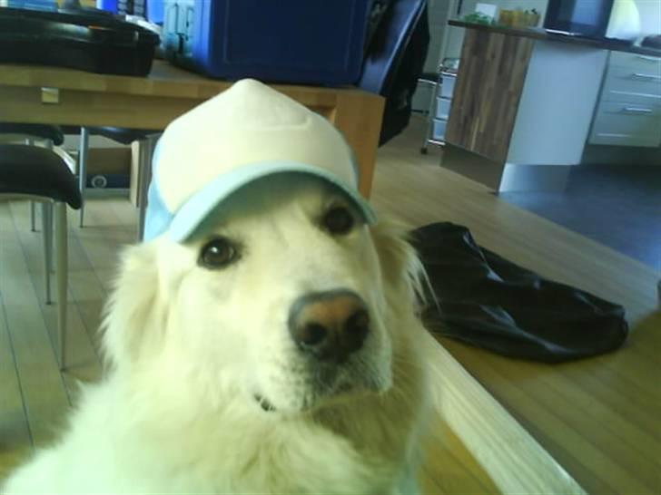 Blanding af racer Bonzo - så fin med kasket billede 10