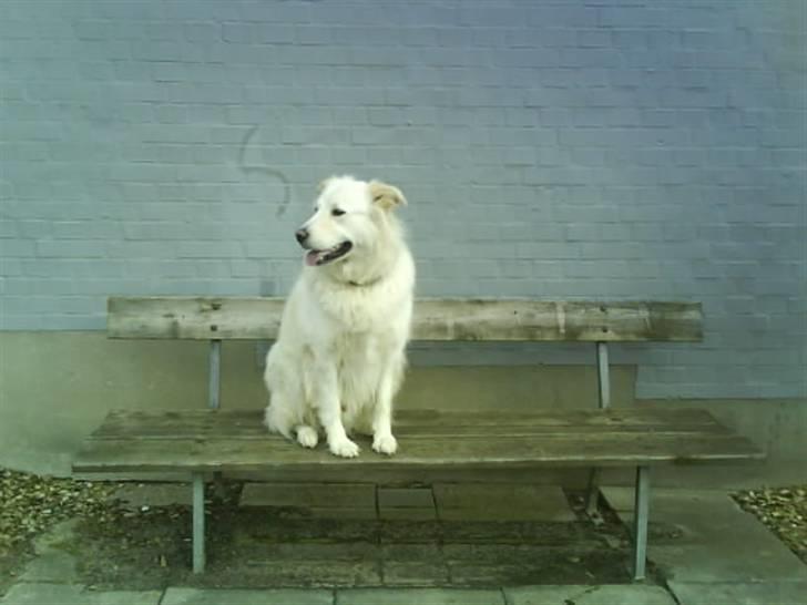 Blanding af racer Bonzo billede 11