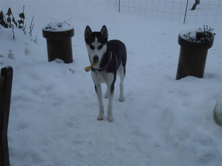 Siberian husky Sasha billede 11