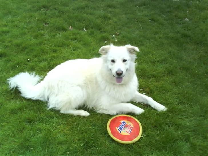 Blanding af racer Bonzo billede 12