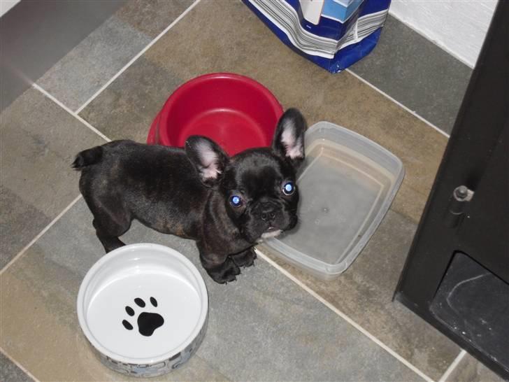 Fransk bulldog Uffe  - Er næsten lige så stor som vandskålen.. billede 15