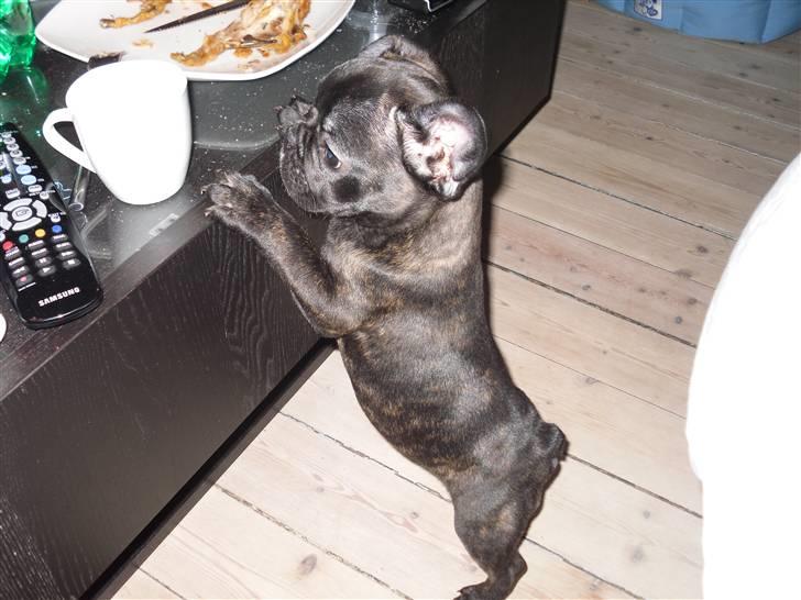 Fransk bulldog Uffe  - Laver noget man ikke må... billede 16