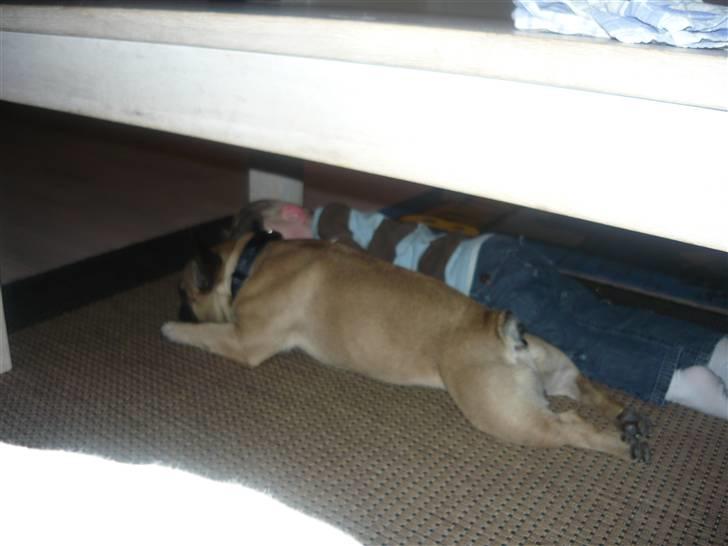 Fransk bulldog Ludvig - Ludvig putter med Benjamin. billede 4