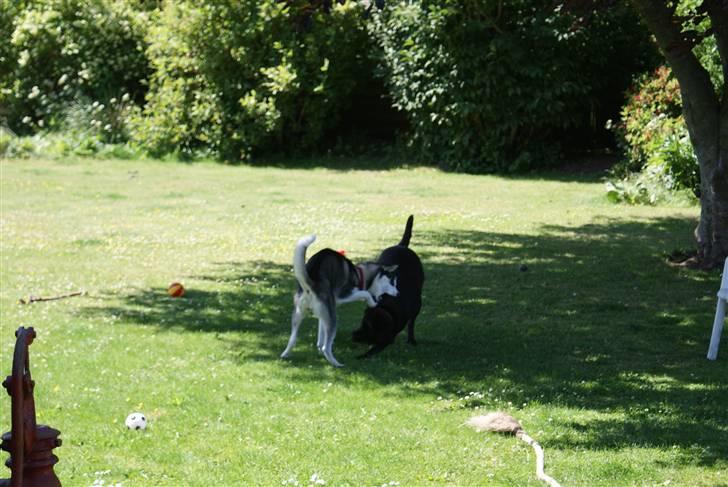 Siberian husky Sasha billede 12