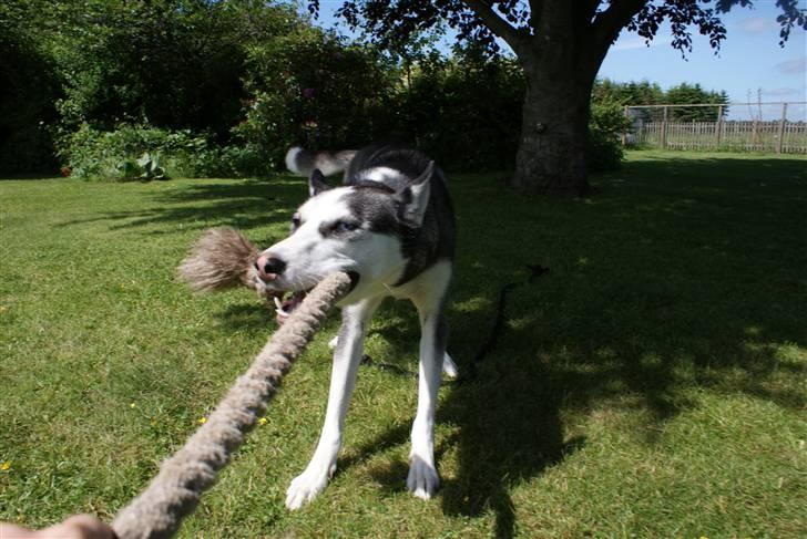 Siberian husky Sasha billede 13