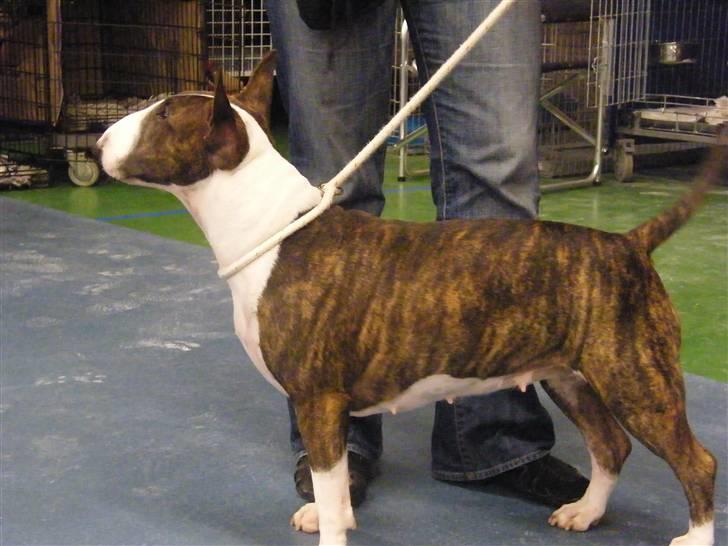 Bullterrier Lexi billede 1