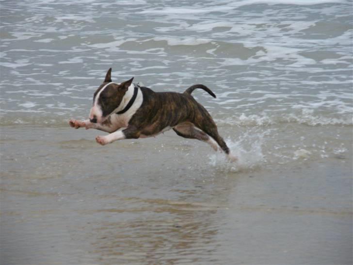 Bullterrier Lexi billede 2