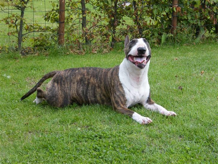 Bullterrier Lexi billede 3