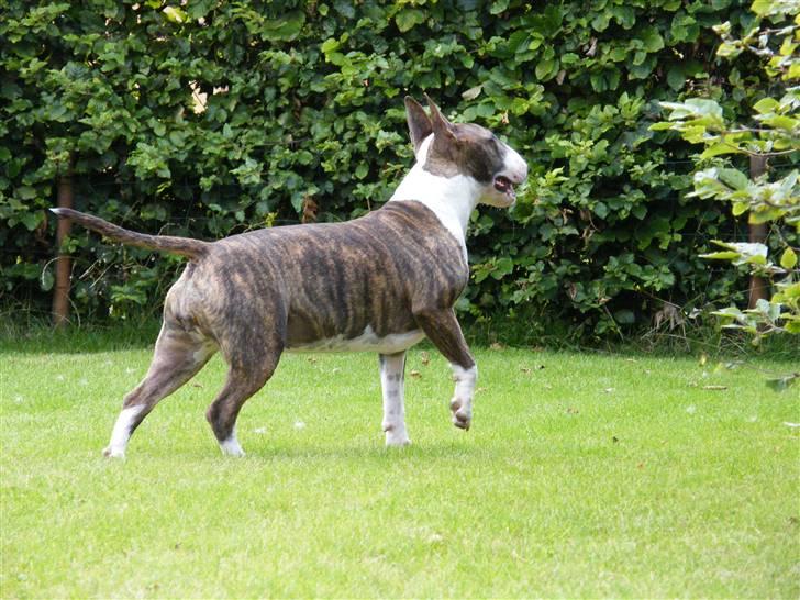 Bullterrier Lexi billede 4