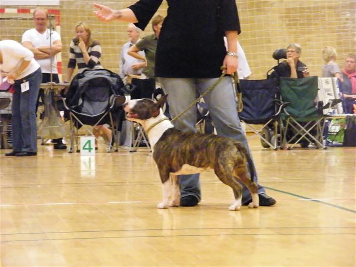 Bullterrier Lexi billede 5