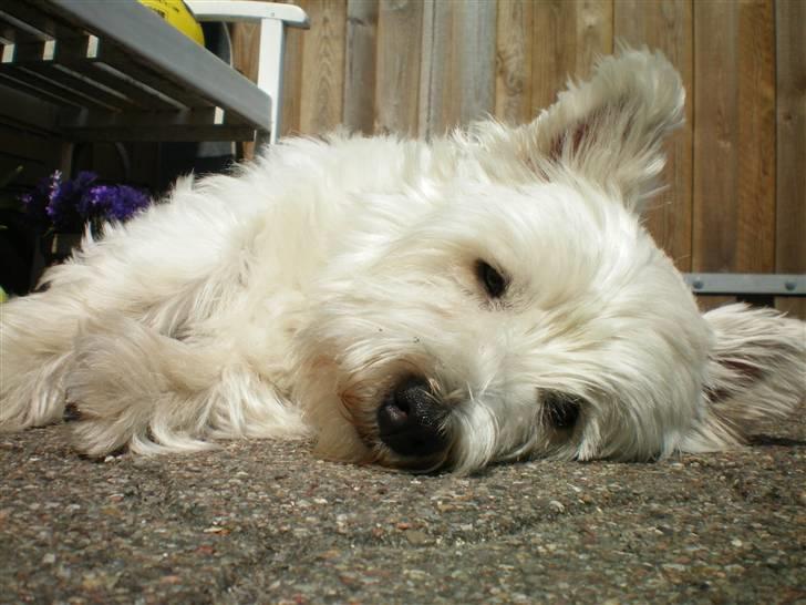 West highland white terrier Vicki # Den bedste!# - Vicki billede 12