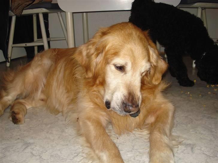 Golden retriever Viktor - Hvad laver Zaco dog der omme bag ved? :P billede 2