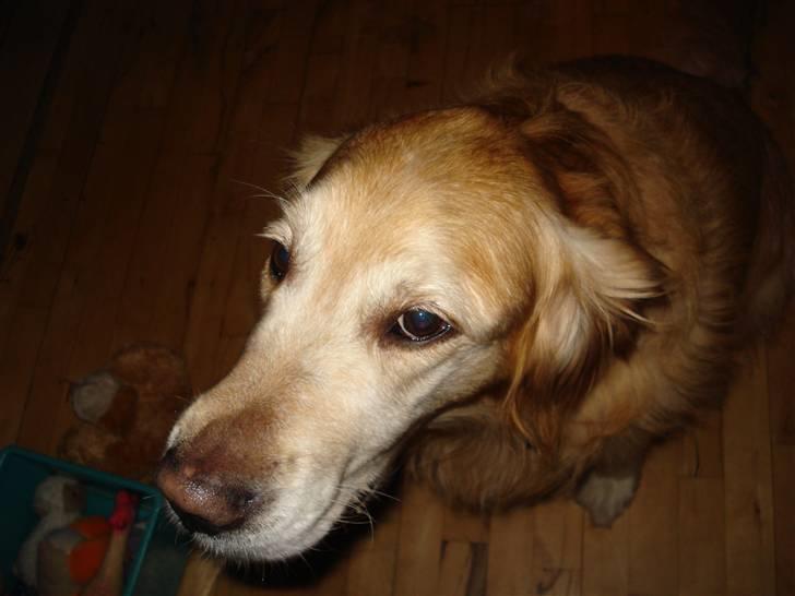 Golden retriever Viktor - :) billede 3